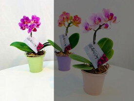 楽天市場 胡蝶蘭 ランラン 花 観葉植物 花 ガーデン Diy の通販