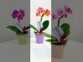 楽天市場 胡蝶蘭 ランラン 花 観葉植物 花 ガーデン Diy の通販