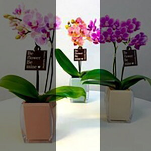 ~fBӒ sNFӒ 1{ NGiu[ji傤j/aj  Yn t[Mtg m Ӓ ~fBӒ JXj JƏj Mtg v[g