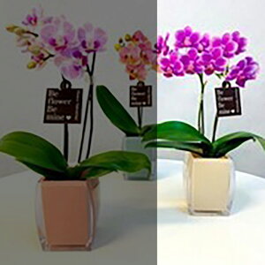 ~fBӒ sNFӒ 1{ NGizCgji傤j/aj  Yn t[Mtg m Ӓ ~fBӒ JXj JƏj Mtg v[g