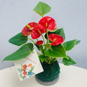 苔玉 花の人気商品 通販 価格比較 価格 Com 苔玉 花の人気商品 通販 価格比較 価格 Com