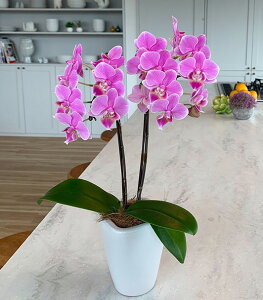 ~fBӒ sNFӒ 2{e[uӒi傤j/aj  Yn t[Mtg m Ӓ ~fBӒ JXj JƏj Mtg v[g