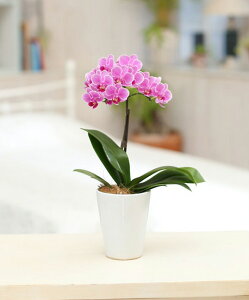 ~fBӒ sNFӒ 1{i傤j/aj  Yn t[Mtg m Ӓ ~fBӒ JXj JƏj Mtg v[g