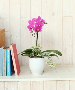 ~fBӒ sNFӒ 1{ ϗt i傤j/aj  Yn t[Mtg m Ӓ ~fBӒ JXj JƏj Mtg v[g