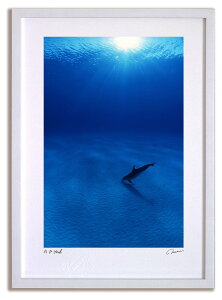 �A�[�g�t�H�g �G�� Dolphin's KISS/�C���e���A �z���� �z���� ���i�� ���G �|�X�^�[ �A�[�g �A�[�g�p�l�� ���r���O ���� �v���[���g ���_�� �A�[�g�t���[�� ���� M�T�C�Y ������� �Ǌ|�� �G