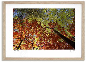 yX[p[SALEzzA[gtHg G gtƔ̍gt/xǖ쒬 ^/CeA z z i G |X^[ A[g A[gpl rO  v[g _ A[