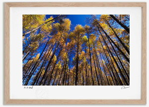 yX[p[SALEzzA[gtHg G J}c̍gt4 ^/CeA z z i G |X^[ A[g A[gpl rO  v[g _ A[gt[ 