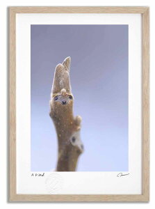 yX[p[SALEzzA[gtHg G N~̓~1 ^/CeA z z i G |X^[ A[g A[gpl rO  v[g _ A[gt[ 