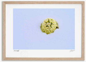 �A�[�g�t�H�g �G�� �ӂ��̂Ƃ� �����^��/�C���e���A �z���� �z���� ���i�� ���G �|�X�^�[ �A�[�g �A�[�g�p�l�� ���r���O ���� �v���[���g ���_�� �A�[�g�t���[�� ���� ������� �Ǌ|�� �G