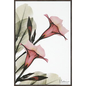 LoXA[g X RAY LoXA[gugybg t[iSTCYjvCeA z z i |X^[ A[g Vv_ mg[ A[gpl rO  