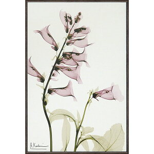 LoXA[g X RAY LoXA[guTrAiSTCYjvCeA z z i |X^[ A[g Vv_ mg[ A[gpl rO  v[g  S