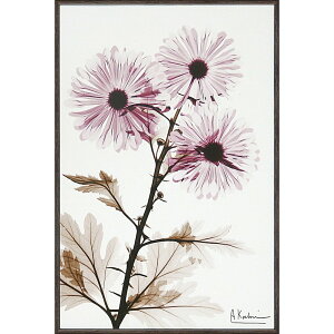 yX[p[SALE10OFFzLoXA[g X RAY LoXA[guEBh~iSTCYjv䂤pPbg /CeA z z i |X^[ A[g Vv_ mg[ A