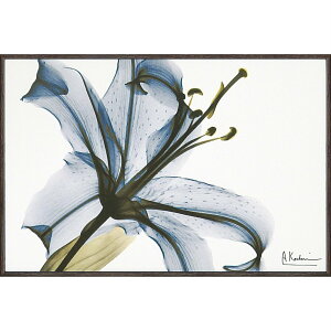 LoXA[g X RAY LoXA[gu[iSTCYjvCeA z z i |X^[ A[g Vv_ mg[ A[gpl rO  v[g  ST