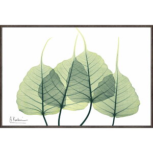 A[gt[ X RAY LoXA[gu[t3iSTCYjv/CeA z z i G |X^[ A[g A[gpl rO  v[g _ A[gt[  S