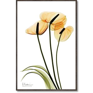 gQtHg X RAY LoXA[guAXEiSTCYjv CeA _ ʂ ʐ^ rO   Mtg v[g j t[t z STCY  