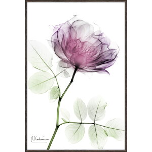 G XRAYLoXA[guEh[YiSTCYjv gQA[g t[t CeA rO  Q ɏ A  v[g Mtg A[gpl Ǐ z