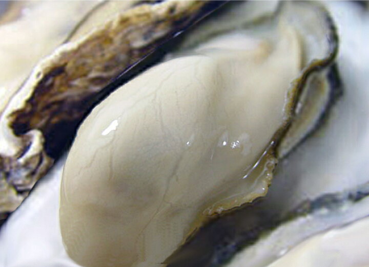 楽天市場 北海道 海産品 牡蠣 剥き身牡蠣貝 500g 生食用 常呂郡 サロマ湖産 産地直送 海の幸 海のミルク ミネラル 栄養豊富 クリスマス お歳暮 年末年始 贈り物 2月末まで 旭川エアポートショップ アゼリア