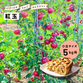 【LINE友達 限定300円クーポン】9月16日から収穫開始！お菓子作りに最適「紅玉5キロ箱小玉A品B品」 紅玉 5キロ箱 小玉 リンゴ 農林水産大臣賞 りんご 長野県産 安曇野 信州産 産地直送 送料無料 果物 フルーツ 鮮度抜群