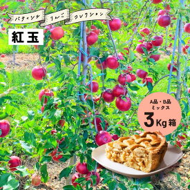 【15%オフクーポン配布中8月10日11時から21日まで】9月16日から収穫開始！アップルパイ タルトタタン「紅玉3キロ箱A品B品」 加工 生食 ジョナサン 紅玉 7玉から15玉 農林水産大臣賞 りんご 長野県産 安曇野 信州産 産地直送 送料無料 果物 フルーツ 鮮度抜群