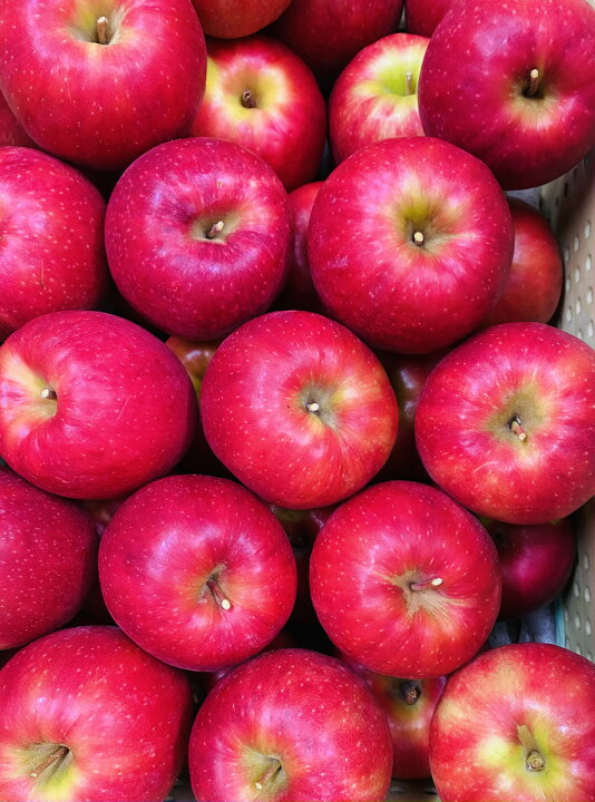 楽天市場 送料無料 幻の林檎 ピンクレディ 3キロ箱 贈答品家庭用ミックス10玉から15玉 1月日から発送開始 長野県1000円クーポン対象 安曇野フルーツ農園