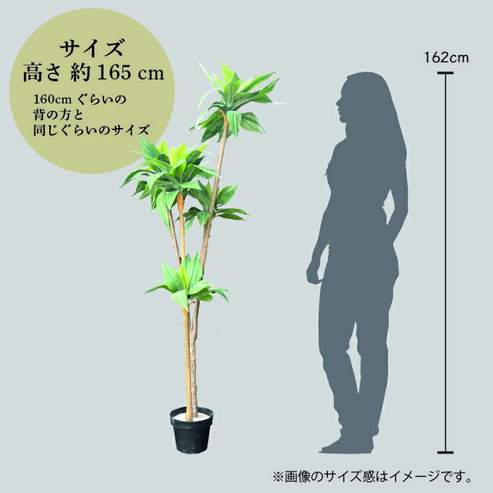 楽天市場】ドラセナ 人工観葉植物 165cm 光触媒 抗菌 防臭 観葉植物 