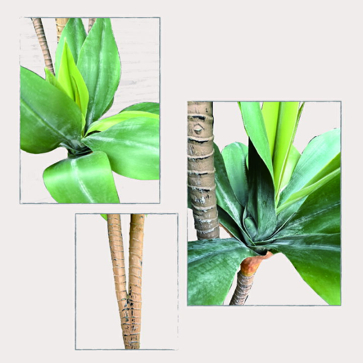 楽天市場】ドラセナ 人工観葉植物 165cm 光触媒 抗菌 防臭 観葉植物 