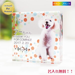 ybgʔv A pet Memorial ʐ^H ͂ H  |CgAbv