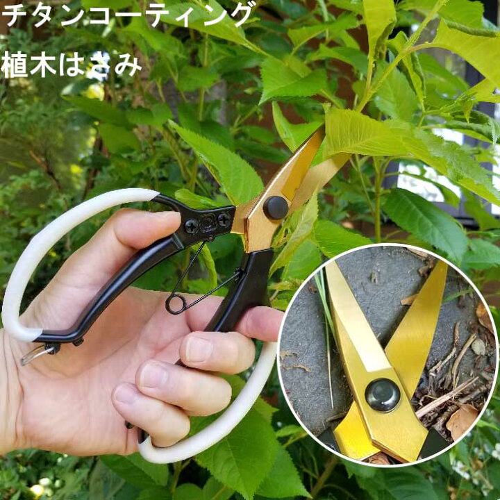 楽天市場 チタンコーティング 植木はさみ 18 グッズ 剪定ばさみ 枝きり 生花用 ガーデニング 花鋏 剪定 雑貨 園芸用品 花ハサミ 園芸ハサミ 庭 剪定用 ガーデン雑貨 盆栽 はさみ ハサミ 鋏 剪定鋏 花ばさみ 花きりバサミ 花 剪定バサミ 道具 剪定はさみ 生け花 ｂ