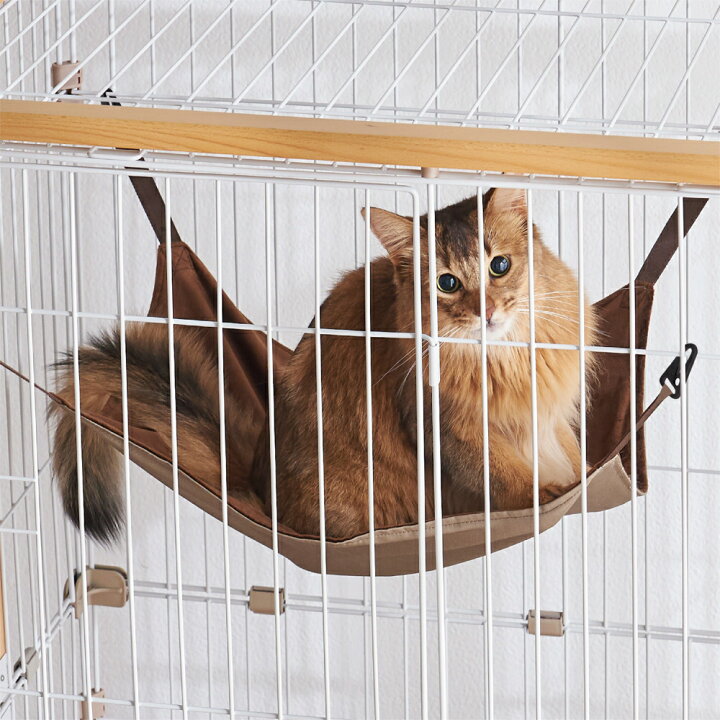 楽天市場】子猫お迎えケージセット 送料無料 初心者 初めての飼育は 
