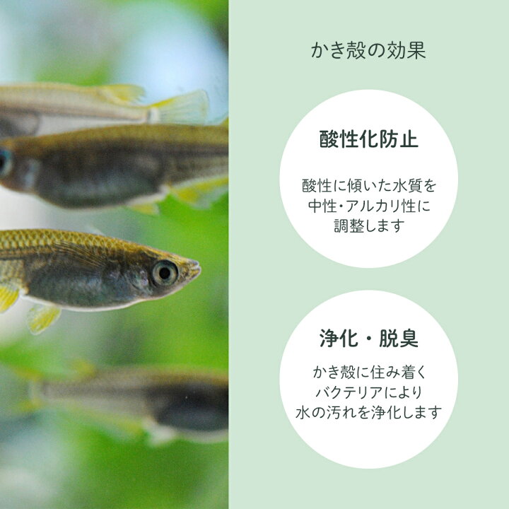 楽天市場 Smile Pet Club 国産 かき殻 300g 金魚 メダカ用 脱酸素剤入り 水質 調整 改善 浄化 脱臭 酸性化 防止 牡蠣殻 カキガラ アクアリウム 水槽 淡水魚 アルカリ性 弱アルカリ性 中性 Ph調整 脱臭 雑貨イズム