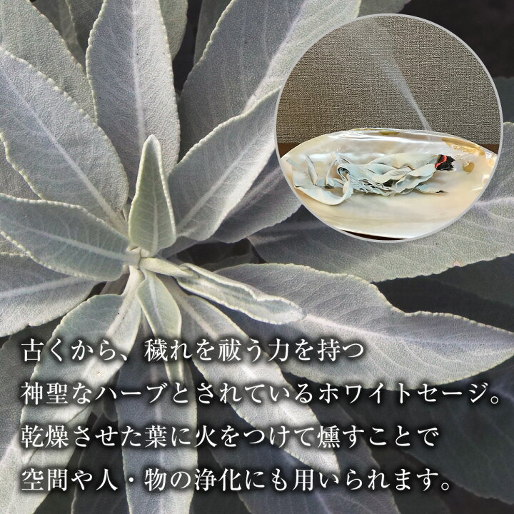 楽天市場】ホワイトセージ 浄化用 枝無し リーフ 約50g THE EARTH 