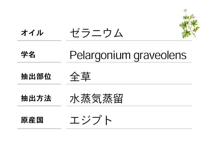 楽天市場】天然100% ゼラニウム オイル 20ml アロマオイル 精油 エッセンシャルオイル : 雑貨イズム 楽天市場】天然100% ゼラニウム オイル 20ml アロマオイル 精油 エッセンシャルオイル : 雑貨イズム