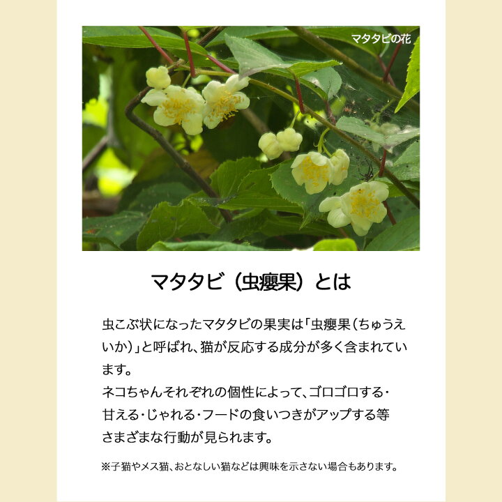 楽天市場 またたび 粉 5g 粉末 ふりかけ マタタビ 日本製 虫えい果 ちゅうえいか 100 純粉末 猫 ネコ おやつ ねこ 食欲増進 ストレス解消 ストレス発散 イライラ解消 雑貨イズム