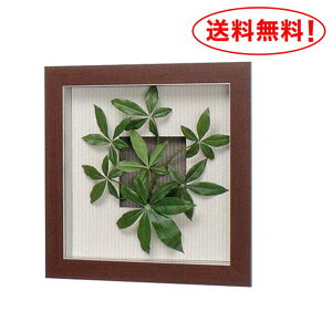 トイレ 観葉植物 パキラの人気商品 通販 価格比較 価格 Com トイレ 観葉植物 パキラの人気商品 通販 価格比較 価格 Com