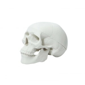 y炵NNZ[zFB-002 zlPV q[}XJ zCg 77602y񂹁Eԕisiz