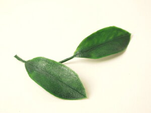 ؕep   VL~̗t ݂̗t@n[h^Cv@1΁i2jт傤@ylR|Xz