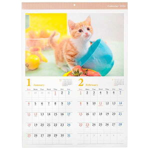 J_[ 2026 Ǌ| A2 lRʐ^ (100~Vbv 100~ψ 100ψ 100)