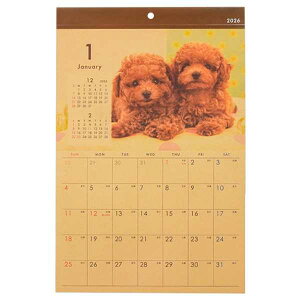 J_[ 2026 Ǌ| B4Ntg Ckʐ^ (100~Vbv 100~ψ 100ψ 100)