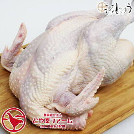 【マラソン期間中ポイント5倍】【送料無料】【生肉 鶏肉】 信州黄金シャモ 丸鳥 （オス） 産地直送 地鶏 ネプリーグ トロッコアドベンチャー TVで紹介されました 視聴者プレゼント