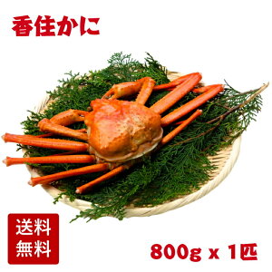 yYn z䥂Ŏp {C ZɁigYCKjjTCY800gO 䥂ł ZJj gJj g g킢   v`ґ J