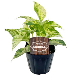 |gX S[f }[u C 3 |bg _ Pothos TgC Gsvi ϗtA 񂹐A