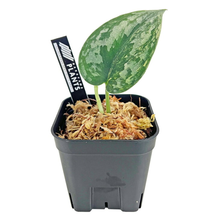 楽天市場】スキンダプサス バクダパティ scindapsus bakudapati 中山 