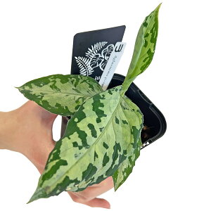 AOIl} sN^ 3.5 A[oWO Aglaonema Pictum Nias type TC ϗtA