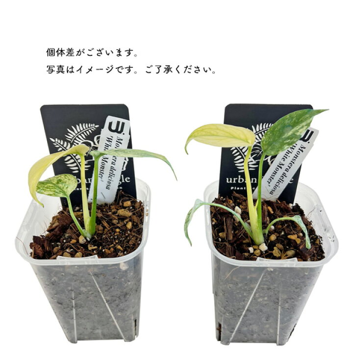 楽天市場】モンステラ ホワイトモンスター 3号 天津蘭 アーバン 