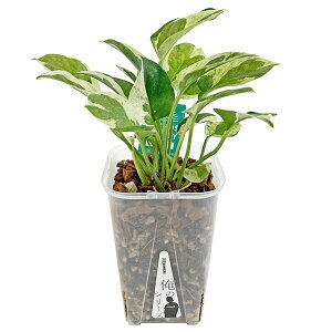 |gX GWC 󉪉| ̃V[Y lK~G ˂`bv 3.5 lReCg ϗtA