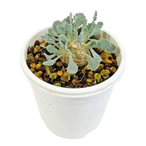 楽天市場】オトンナの通販 