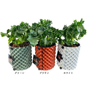 tBfh Z[ X[p[Ag 5 i̔ [g|bg ˂`bvA ACh ϗtA