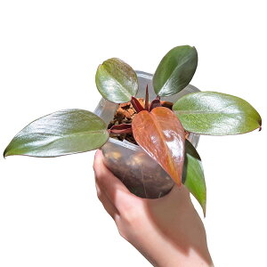 tBfh bh[ 3.5 ˂`bvlK~GA 󏭎 A Philodendron ACh ϗtA