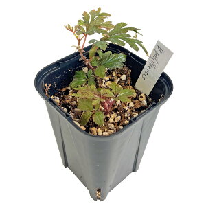 xSjA  |GVX 3 Begonia polilloensis ؗ ϗtA