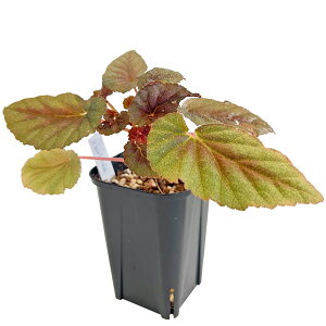 xSjA  oglA 3 Begonia bartonea ؗ ϗtA